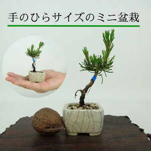 ~   ~j~  8cm ͂܂ Pinus pumila nC}c }c ΐjt Ϗܗp i i