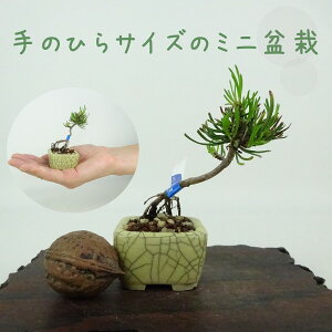 ~   ~j~  7cm ͂܂ Pinus pumila nC}c }c ΐjt Ϗܗp i i
