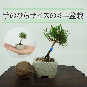 ~   ~j~  7cm ͂܂ Pinus pumila nC}c }c ΐjt Ϗܗp i i