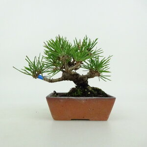 ~   ~j~  9cm ܂ Pinus thunbergii N}c }c ΐjt ӏܗp Ϗܗp i i