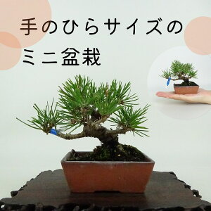 ~   ~j~  9cm ܂ Pinus thunbergii N}c }c ΐjt ӏܗp Ϗܗp i i