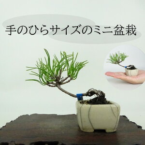 ~   ~j~  7cm ͂܂ Pinus pumila nC}c }c ΐjt ӏܗp Ϗܗp i i