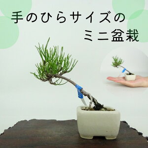 盆栽 松 這松 ミニ盆栽 樹高 約8cm はいまつ Pinus pumila ハイマツ マツ科 常緑針葉樹 鑑賞用 観賞用 小品 現品