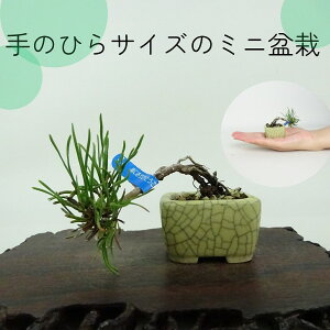 ~   ~j~  ㉺ 5cm ͂܂ Pinus pumila nC}c }c ΐjt ӏܗp Ϗܗp i i