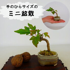 盆栽 楓 ミニ盆栽 樹高 約8cm かえで Acer カエデ 紅葉 カエデ科 落葉樹 観賞用 小品 現品