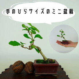 盆栽 連翹 ミニ盆栽 樹高 約10cm れんぎょう Forsythia suspensa レンギョウ モクセイ科 レンギョウ属 落葉樹 観賞用 小品 現品