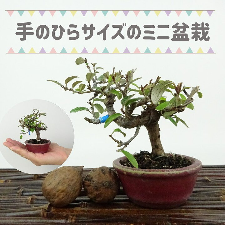 楽天市場】盆栽 寒茱萸 ミニ盆栽 樹高 約8cm かんぐみ Elaeagnus  