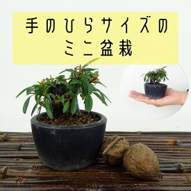 盆栽 ピラカンサ ミニ盆栽 樹高 約5cm Pyracantha バラ科 常緑樹 観賞用 小品 現品