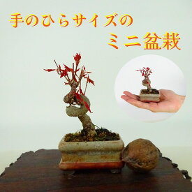盆栽 楓 ミニ盆栽 樹高 約7cm かえで Acer カエデ 紅葉 カエデ科 落葉樹 観賞用 小品 現品
