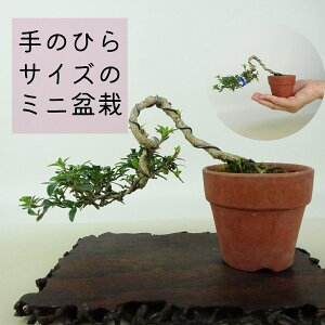 ~   ㉺ 7cm 傤ڂ Serissa japonica Thunb RE`E{N AJl nN`EQ t Ϗܗp i i 