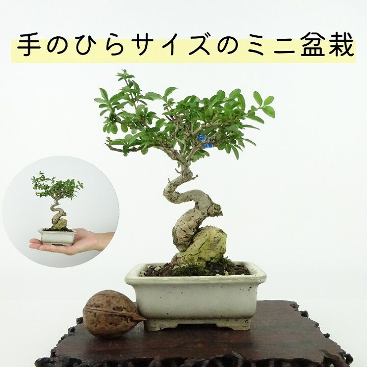 楽天市場】盆栽 水蝋樹 ミニ盆栽 樹高 約13cm いぼたのき Ligustrum 