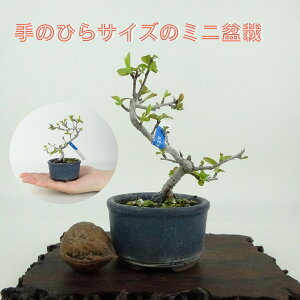 ~ _ ~j~  9cm  Malus toringo Y~ o t Ϗܗp i i 