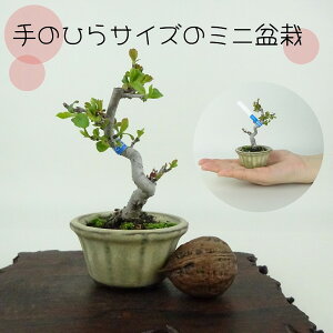 ~ _ ~j~  9cm  Malus toringo Y~ o t Ϗܗp i i 