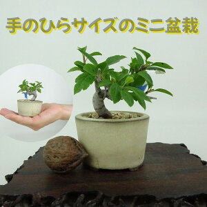 ~ _ ~j~  5cm  Malus toringo Y~ o t Ϗܗp i i