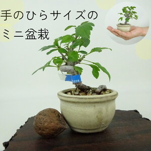 ~ _ ~j~  8cm  Malus toringo Y~ o t Ϗܗp i i 