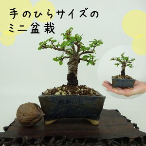 ~ O ~j~  9cm ɂꂯ₫ Ulmus parvifolia jPL gt j t Ϗܗp i i 