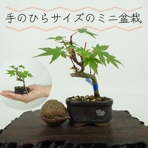 ~ gt ~j~  8cm ݂ Acer palmatum ~W JGf t Ϗܗp i i 