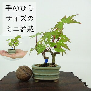 ~ gt ~j~  9cm ݂ Acer palmatum ~W JGf t Ϗܗp i i 