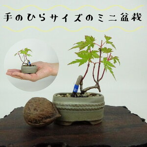 ~ gt ~j~  6cm ݂ Acer palmatum ~W JGf t Ϗܗp i i 