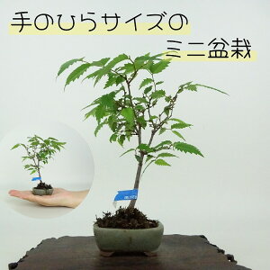 ~ O ~j~  14cm ₫ Zelkova serrata PL gt j PL t ӏܗp Ϗܗp i i
