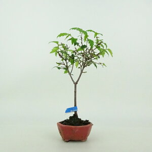 ~ O ~j~  13cm ₫ Zelkova serrata PL gt j PL t ӏܗp Ϗܗp i i