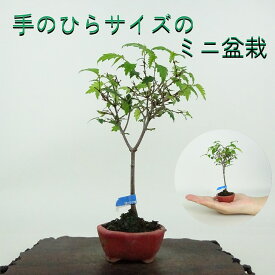盆栽 欅 ミニ盆栽 樹高 約13cm けやき Zelkova serrata ケヤキ 紅葉 ニレ科 ケヤキ属 落葉樹 鑑賞用 観賞用 小品 現品