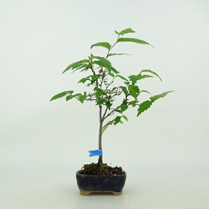 ~ O ~j~  14cm ₫ Zelkova serrata PL gt j PL t ӏܗp Ϗܗp i i