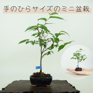 ~ O ~j~  14cm ₫ Zelkova serrata PL gt j PL t ӏܗp Ϗܗp i i