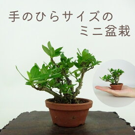 盆栽 梔子 ミニ盆栽 樹高 約8cm くちなし Gardenia jasminoides クチナシ アカネ科 クチナシ属 常緑樹 鑑賞用 観賞用 小品 現品 送料無料