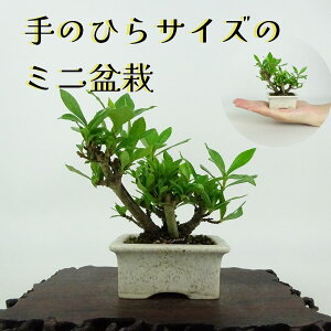 ~ q ~j~  8cm Ȃ Gardenia jasminoides N`iV AJl N`iV Ύ ӏܗp Ϗܗp i i 