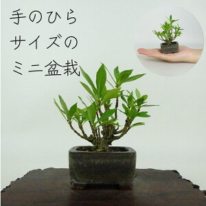 ~ q ~j~  9cm Ȃ Gardenia jasminoides N`iV AJl N`iV Ύ ӏܗp Ϗܗp i i 