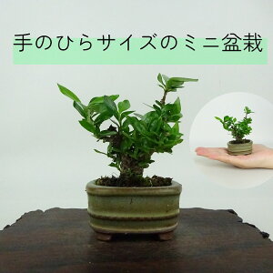 ~ q ~j~  7cm Ȃ Gardenia jasminoides N`iV AJl N`iV Ύ ӏܗp Ϗܗp i i 