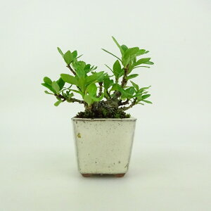 ~ q ~j~  6cm Ȃ Gardenia jasminoides N`iV AJl N`iV Ύ ӏܗp Ϗܗp i i 
