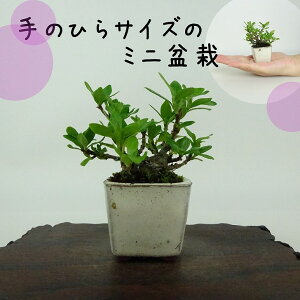 ~ q ~j~  6cm Ȃ Gardenia jasminoides N`iV AJl N`iV Ύ ӏܗp Ϗܗp i i 