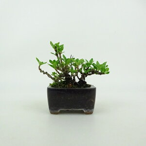 ~ q ~j~  6cm Ȃ Gardenia jasminoides N`iV AJl N`iV Ύ ӏܗp Ϗܗp i i 