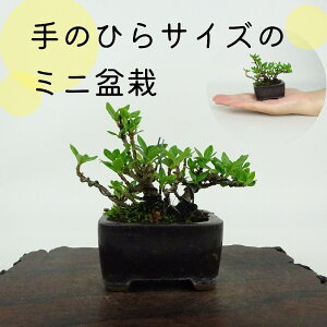 ~ q ~j~  6cm Ȃ Gardenia jasminoides N`iV AJl N`iV Ύ ӏܗp Ϗܗp i i 