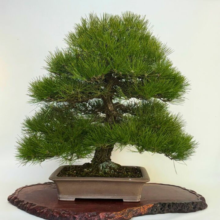 楽天市場】盆栽 松 黒松 樹高 約76cm くろまつ Pinus thunbergii 