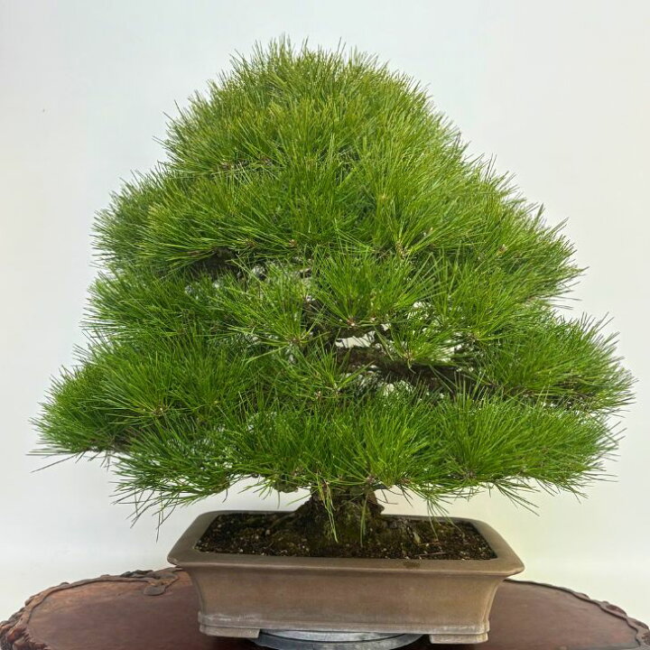 楽天市場】盆栽 松 黒松 樹高 約76cm くろまつ Pinus thunbergii 