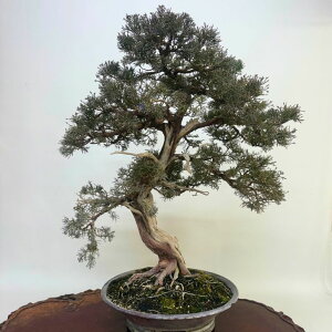 ~ ^  79cm ς Juniperus chinensis VpN qmL Ύ Ϗܗp ^ i