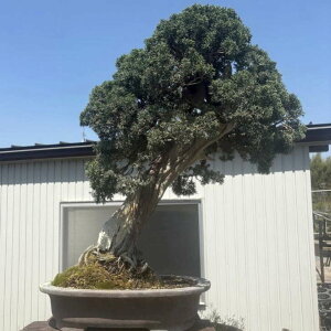 ~ ^  84cm ς Juniperus chinensis VpN qmL Ύ Ϗܗp ^ i