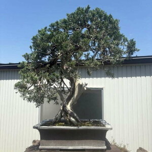 ~ ^  70cm ς Juniperus chinensis VpN qmL Ύ Ϗܗp ^ i