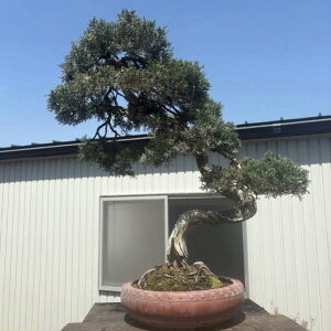 ~ ^  72cm ς Juniperus chinensis VpN qmL Ύ Ϗܗp ^ i