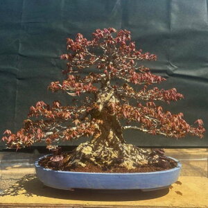~   57cm  Acer JGf gt JGf t Ϗܗp ^ i