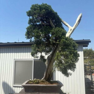 ~ ^  76cm ς Juniperus chinensis VpN qmL Ύ Ϗܗp ^ i