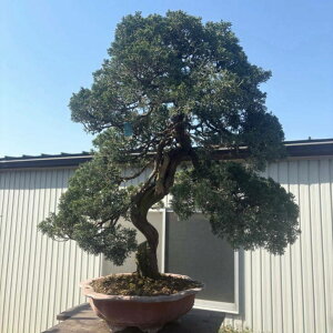 ~ ^  78cm ς Juniperus chinensis VpN qmL Ύ Ϗܗp ^ i