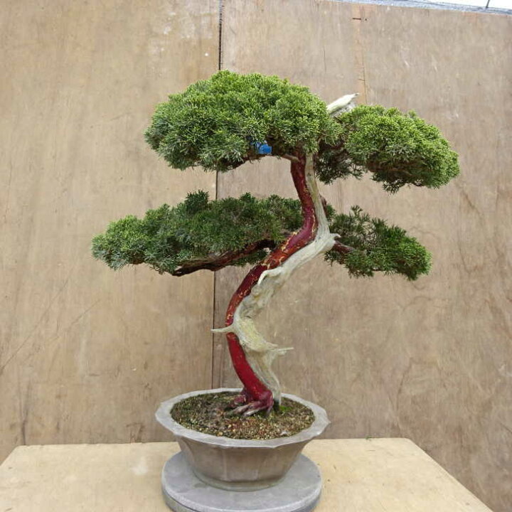 楽天市場】盆栽 真柏 樹高 約57cm しんぱく Juniperus chinensis 