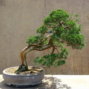 ~ ^  55cm ς Juniperus chinensis VpN W V qmL Ύ Ϗܗp ^ i