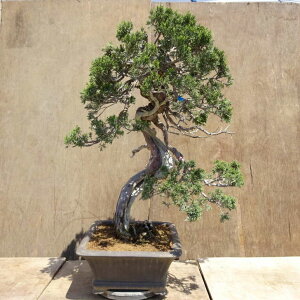 ~ ^  81cm ς Juniperus chinensis VpN W V qmL Ύ Ϗܗp ^ i