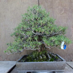 ~    53cm ܂ Pinus thunbergii N}c }c ΐjt Ϗܗp ^ i