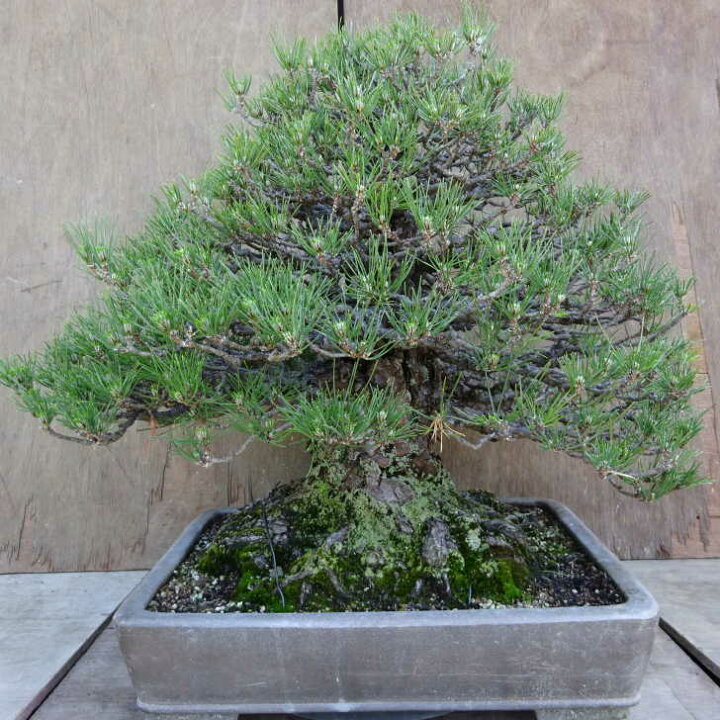 楽天市場】盆栽 松 黒松 樹高 約53cm くろまつ Pinus thunbergii 